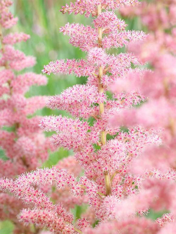 Astilbe chinensis Glitter & Glamour