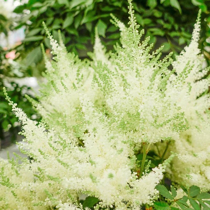 Astilbe chinensis Ivory Pearls