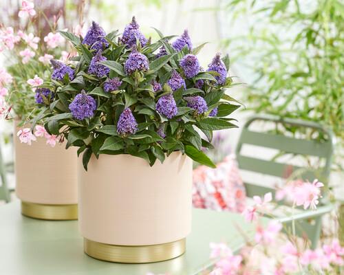 Buddleia Little Rockstars Blue