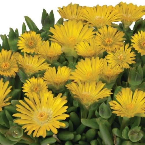 Delosperma King of Desert™ Gold