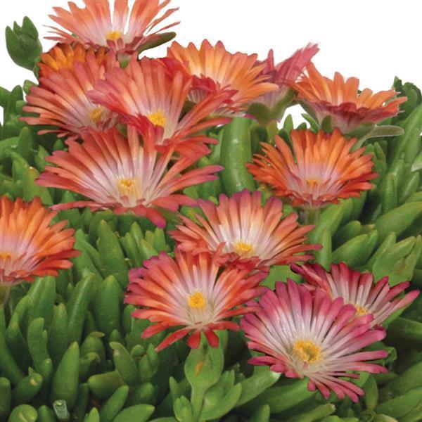 Delosperma King of Desert™ Peach