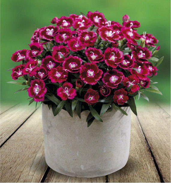 Dianthus Beauties® Olivia Cherry