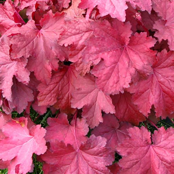 Heuchera Magma