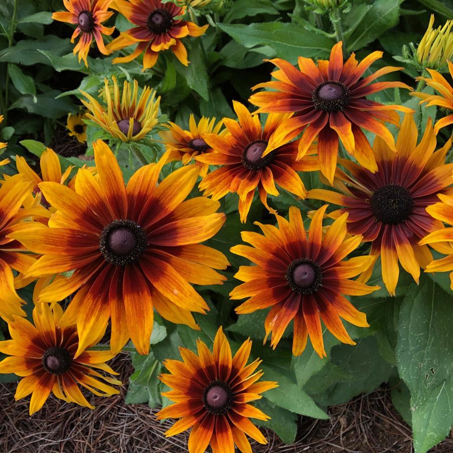 Echibeckia™ Summerina® Sizzling Sunset