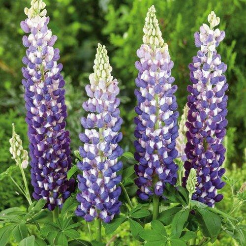 Lupinus Westcountry™ King Canute PP29861