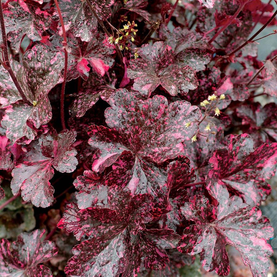 Heuchera Midnight Rose