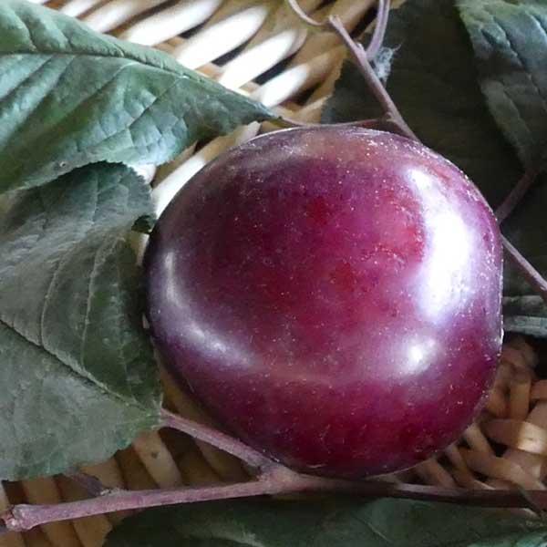 Plum Semi-Dwarf Hollywood