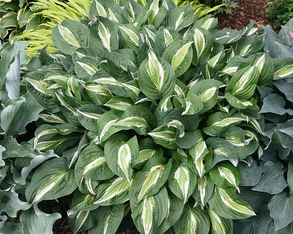 Hosta Snake Eyes