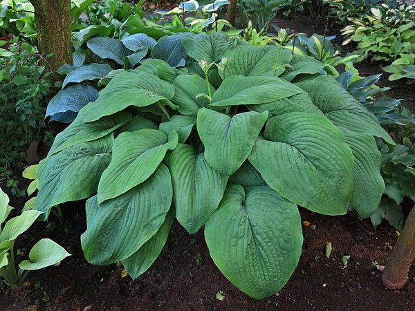 Hosta T-Rex