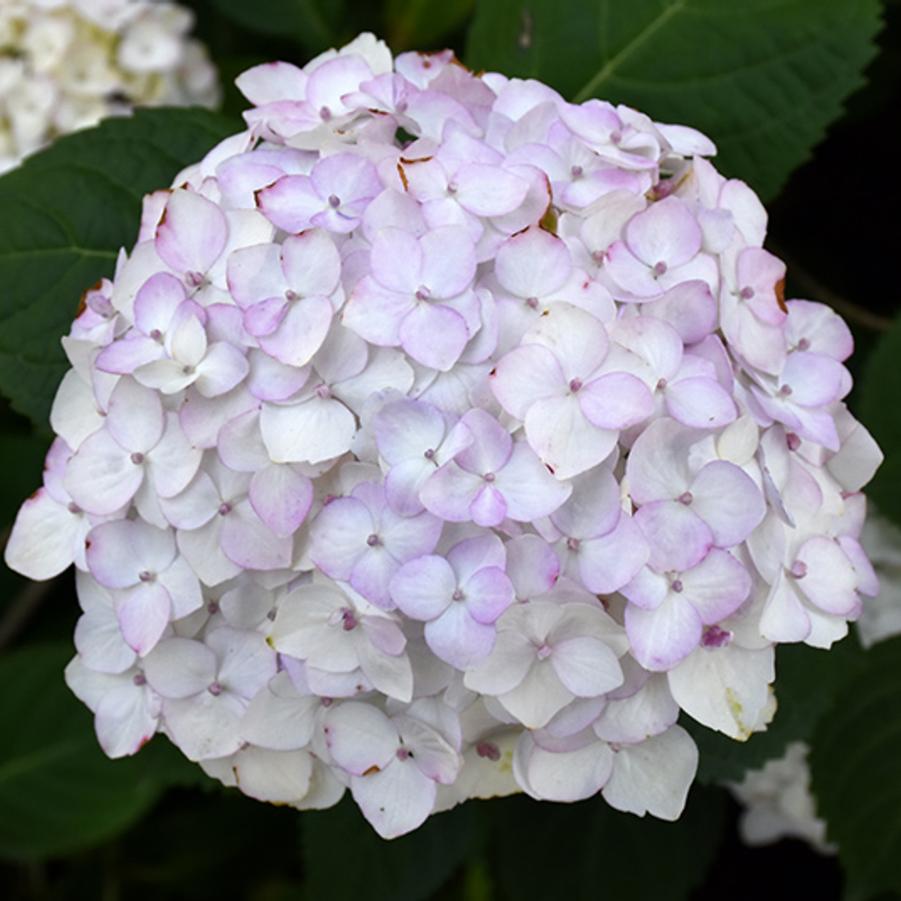 Hydrangea macrophylla Blushing Bride PP17169