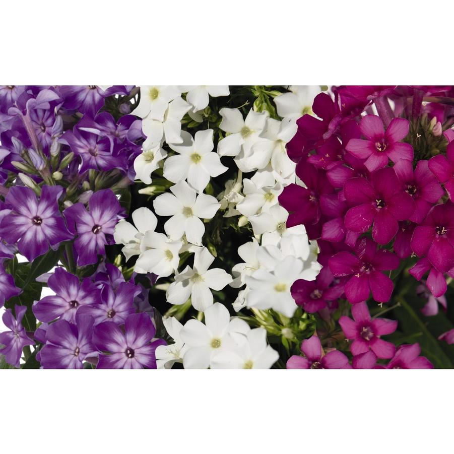 Phlox Confetti Garden™ Spring Love