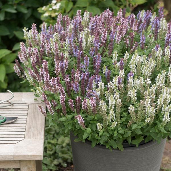 Salvia Confetti Garden® La Salute