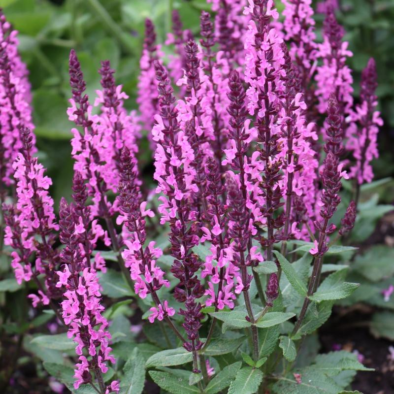 Salvia nemorosa Midnight Rose