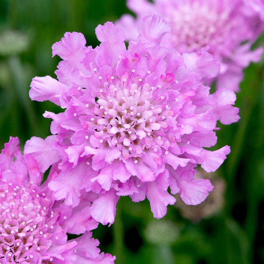Scabiosa columbaria Flutter® Deep Rose