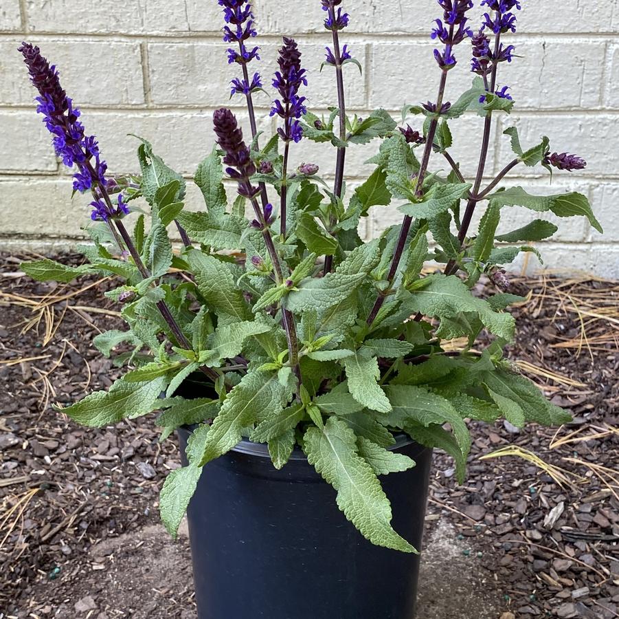 Salvia nemorosa Noche