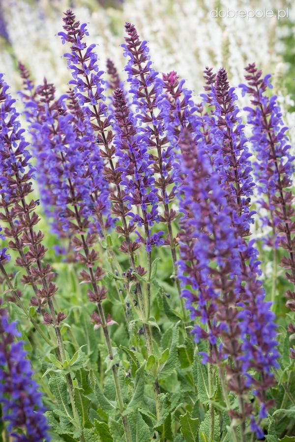 Salvia nemorosa Salute Blue