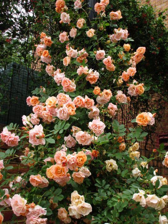 Rosa Climbing Above and Beyond™ PP24463