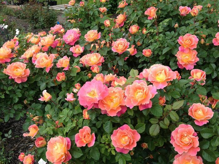 Rosa Climbing Fruity Petals™ PP28657