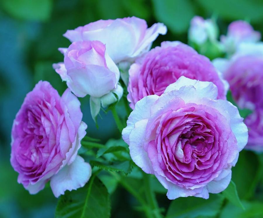 Rosa Climbing Lavender Crush™ PPAF