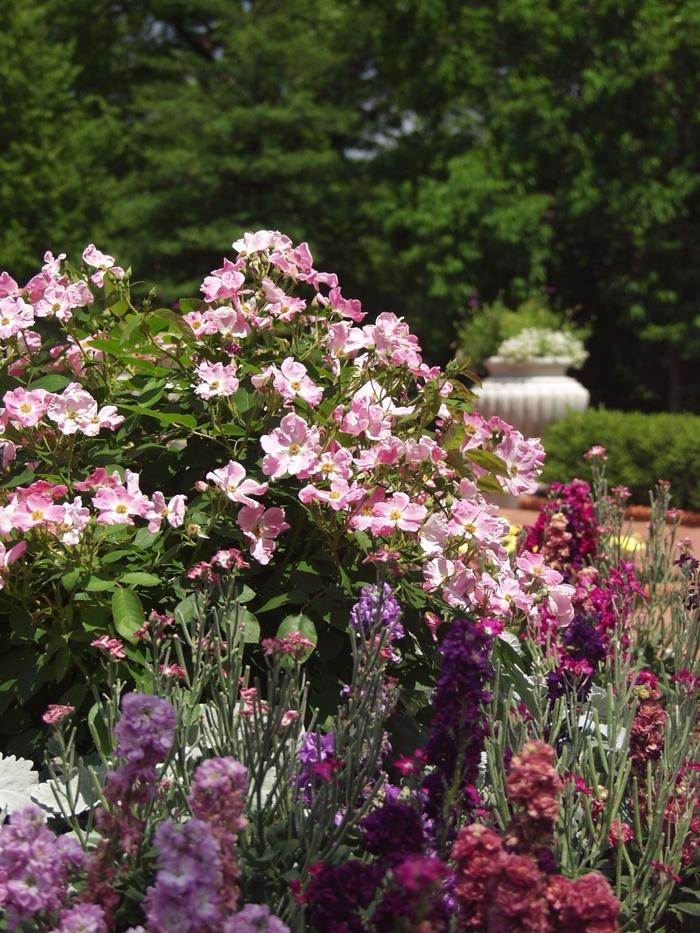 Rosa Climbing New Dawn