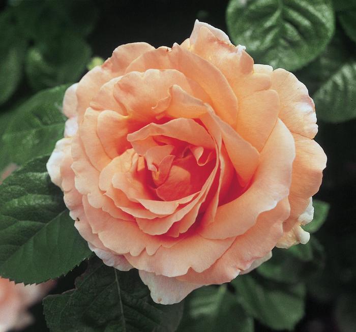 Rosa Climbing Polka™