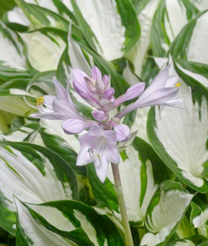 Hosta Amazone