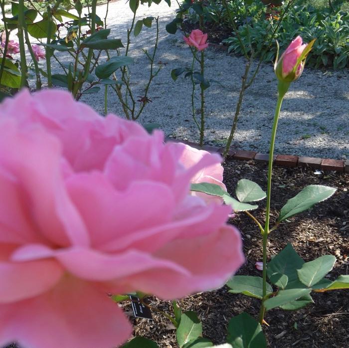 Rosa Grandiflora Queen Elizabeth