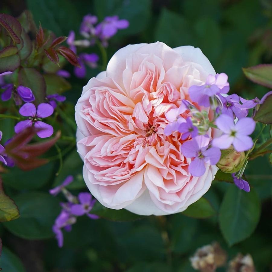 Rosa David Austin Evelyn PP8680