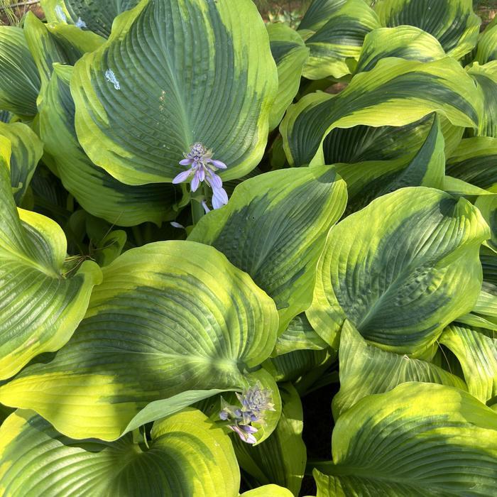 Hosta Atlantis