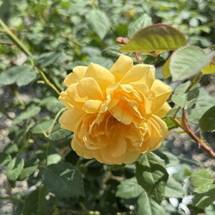 Rosa David Austin Golden Celebration®