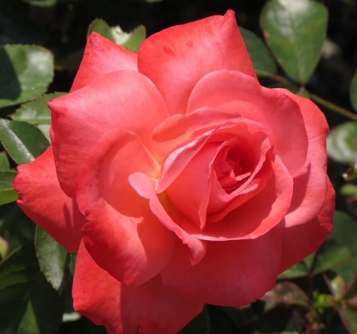 Rosa Floribunda Anisley Dickson