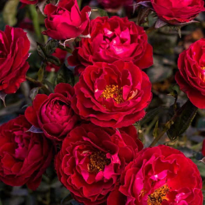 Rosa Floribunda Cherrytini™ PP32180