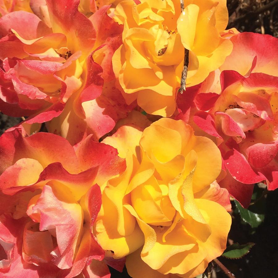 Rosa Floribunda Fiesta Veranda® PPAF