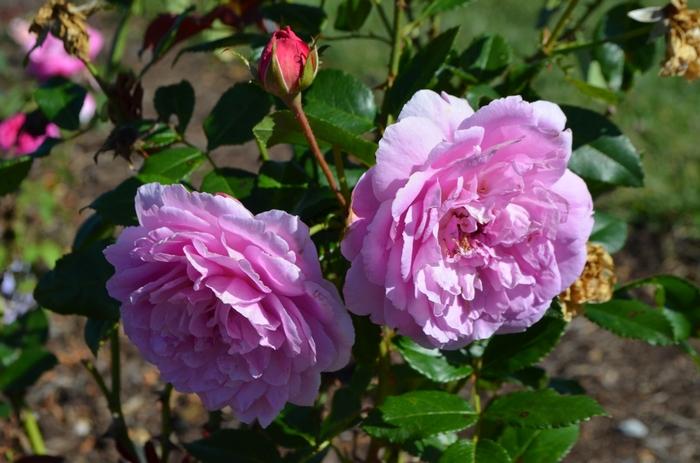 Rosa Tree 36 Orchid Romance™ PP23582