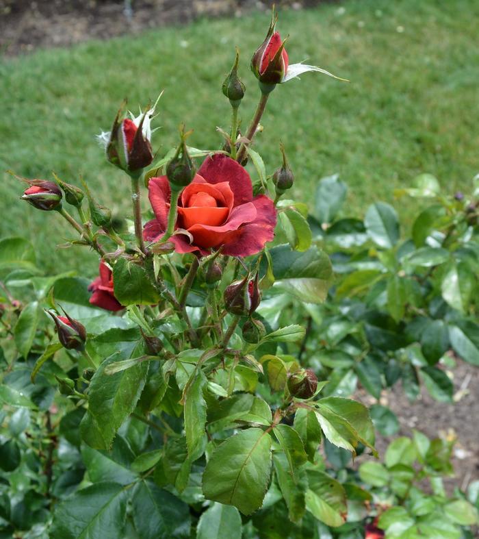 Rosa Floribunda Hot Cocoa PP15155