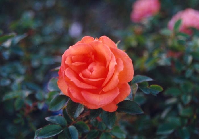 Rosa Floribunda Gingersnap