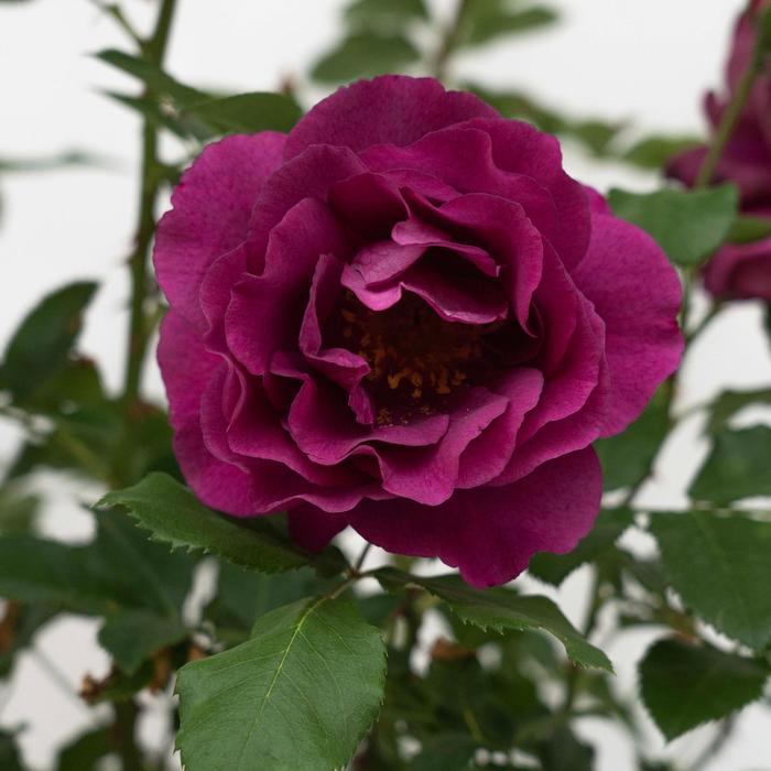 Rosa Floribunda Purple Aura™ PP37080
