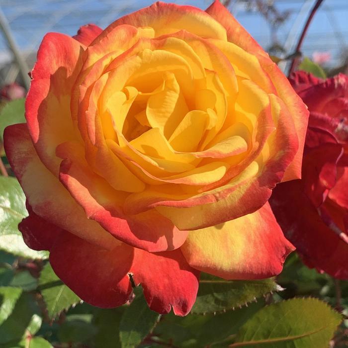 Rosa Floribunda Sunbelt® Garden Flame™ PP36043
