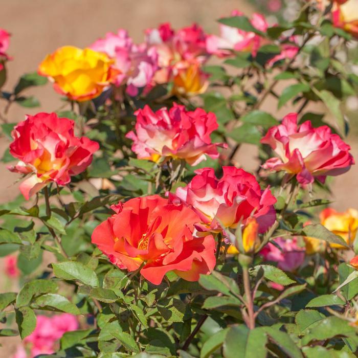 Rosa Floribunda Sunset Horizon™ PPAF