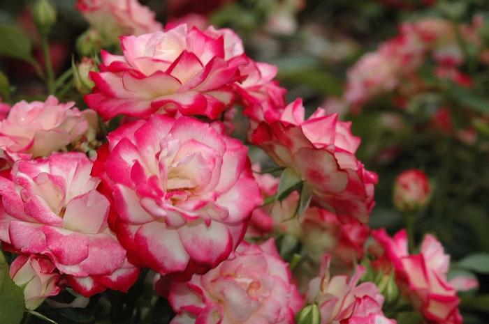 Rosa Tree 36 Cherry Parfait™