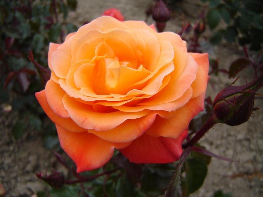 Rosa Grandiflora New Year