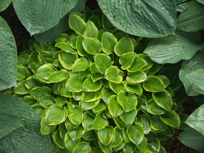 Hosta Golden Tiara