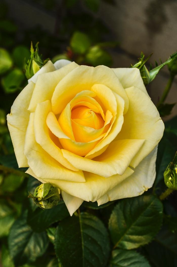 Rosa Grandiflora Sunshine Daydream PP23551