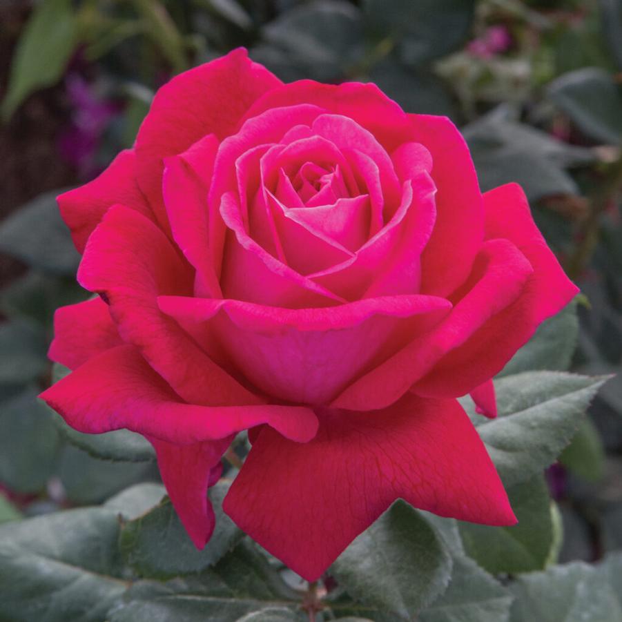 Rosa Grandiflora Sweet Spirit ™ PPAF