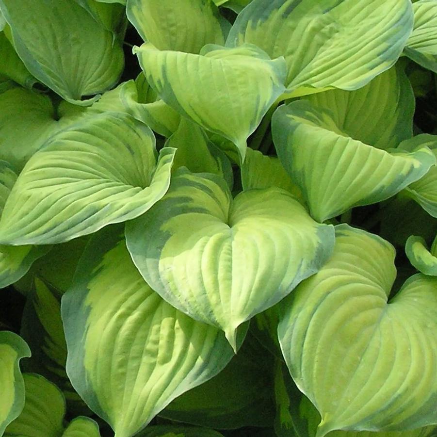 Hosta Guacamole