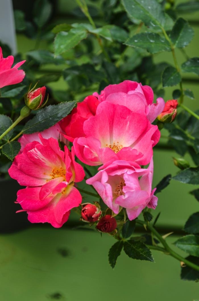 Rosa Tree 36 Pink Drift® PP18874