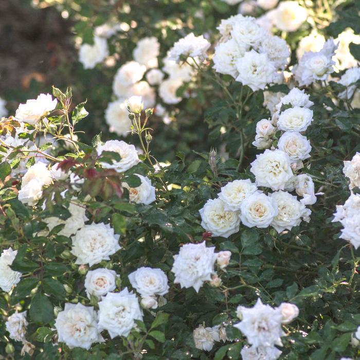Rosa Tree 36 White Drift® PP28054