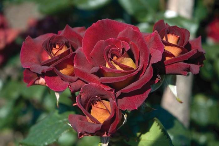Rosa Hybrid Tea Dark Night™ PP21071