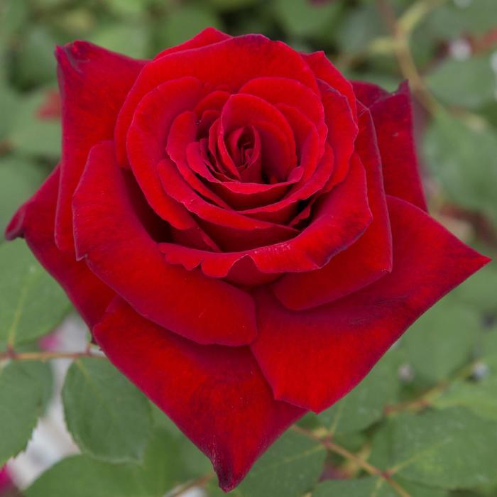 Rosa Hybrid Tea Love's Promise™