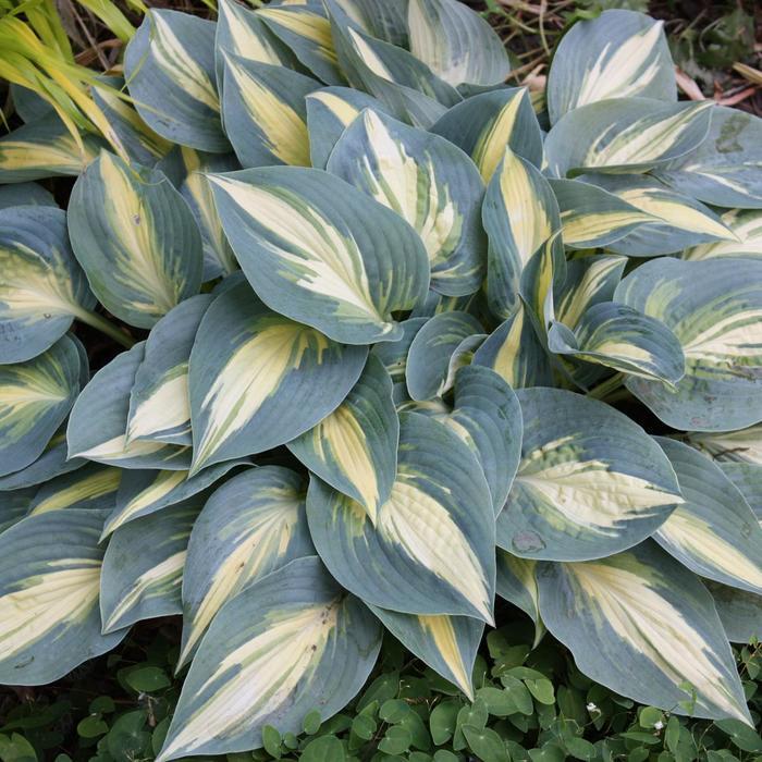 Hosta High Society